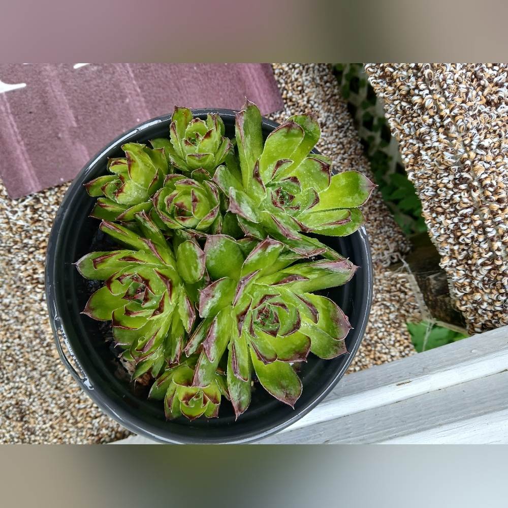 My SUCCULENTS (Hens & Chicks) Read Description For Pricing!